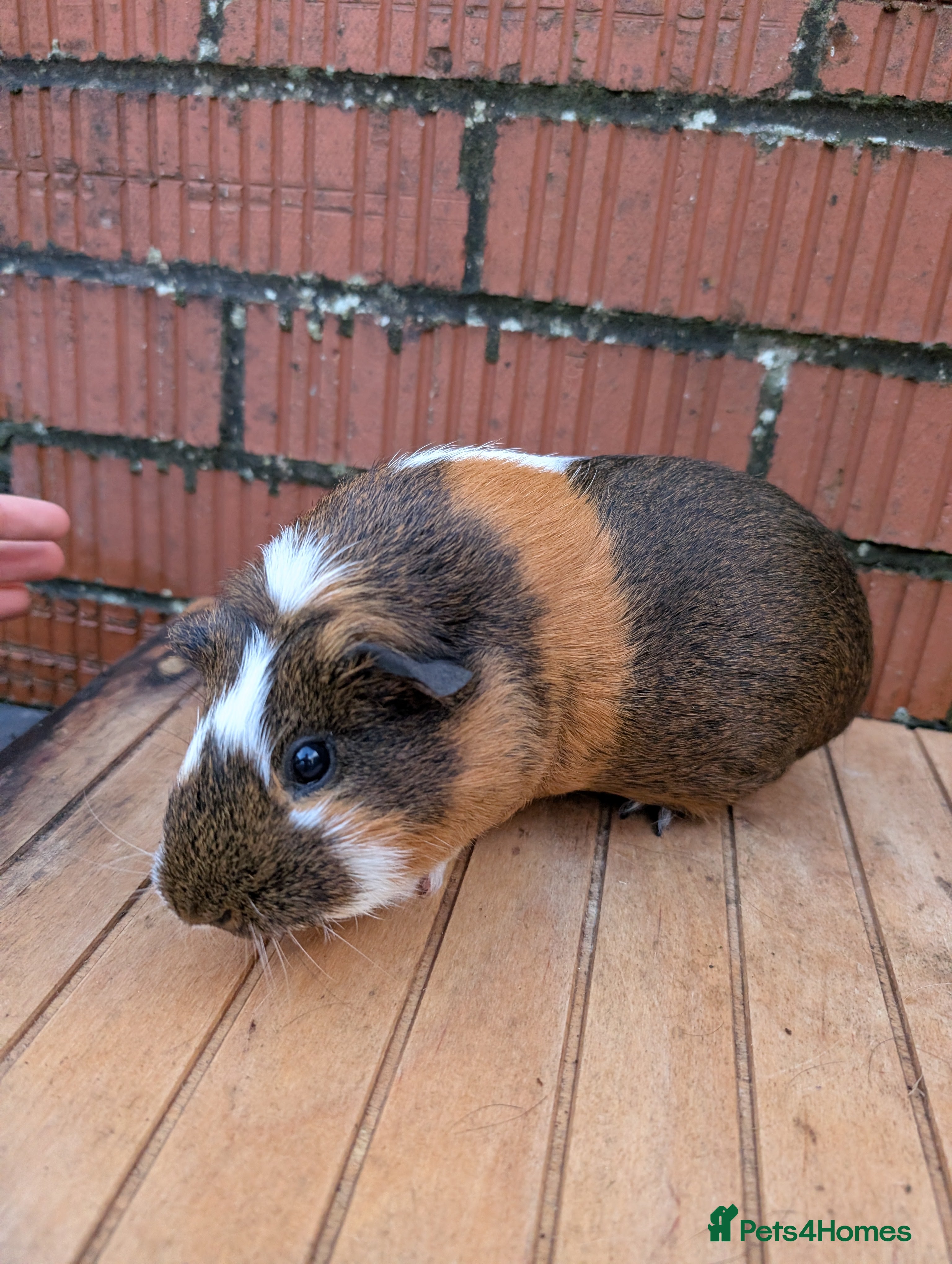 Guinea Pig rodents Guinea pig sows looking for new homes  - Advert 5