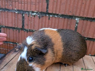 Guinea Pig rodents Guinea pig sows looking for new homes - Advert 1
