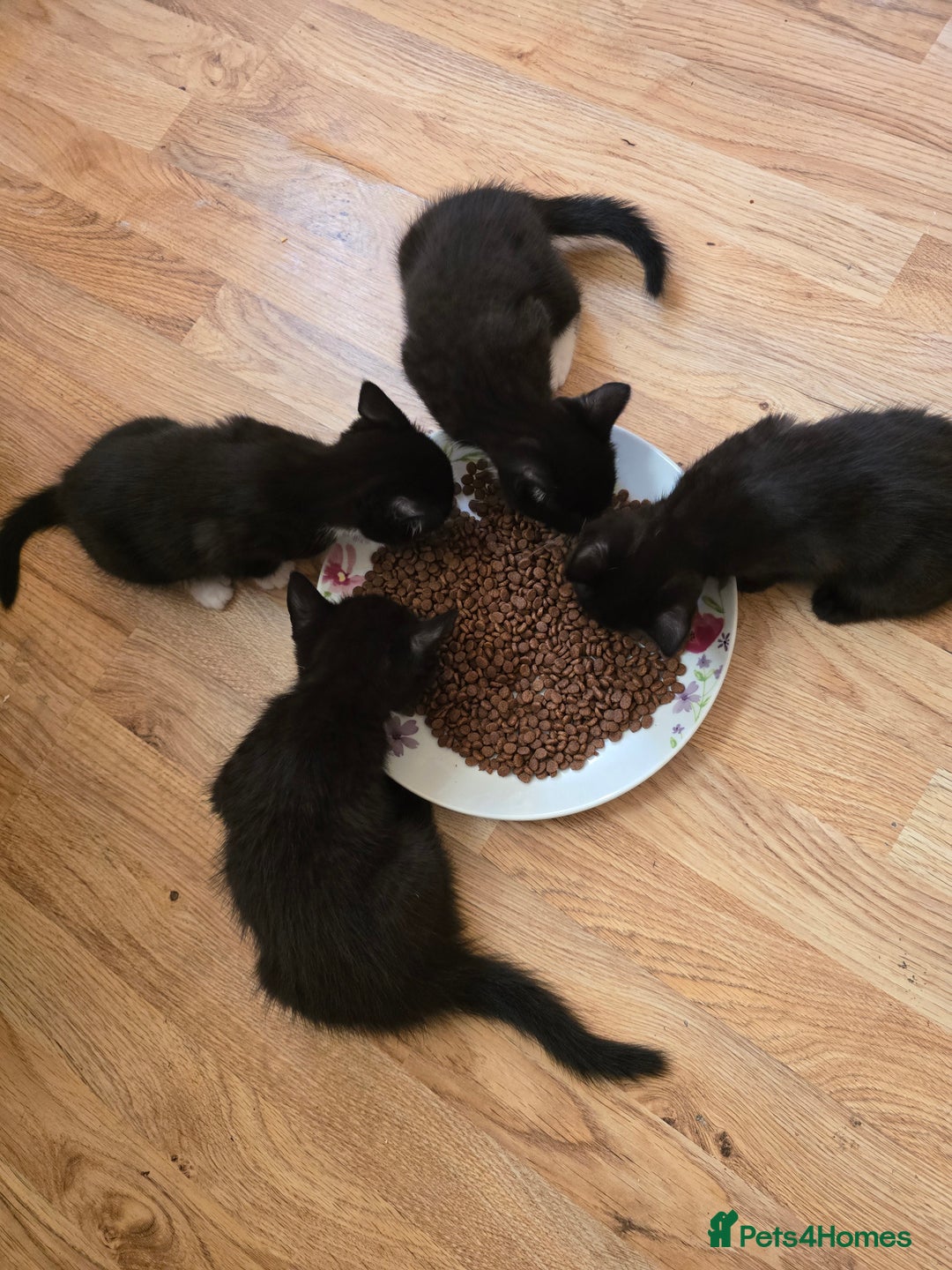 Mixed Breed cats for sale: 5 BEAUTIFUL KITTENS LOOKING NEW HOME  - Image 9