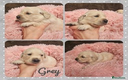 Golden Retriever dogs for sale: 9 KC registered, from imported lines puppies  - Image 27
