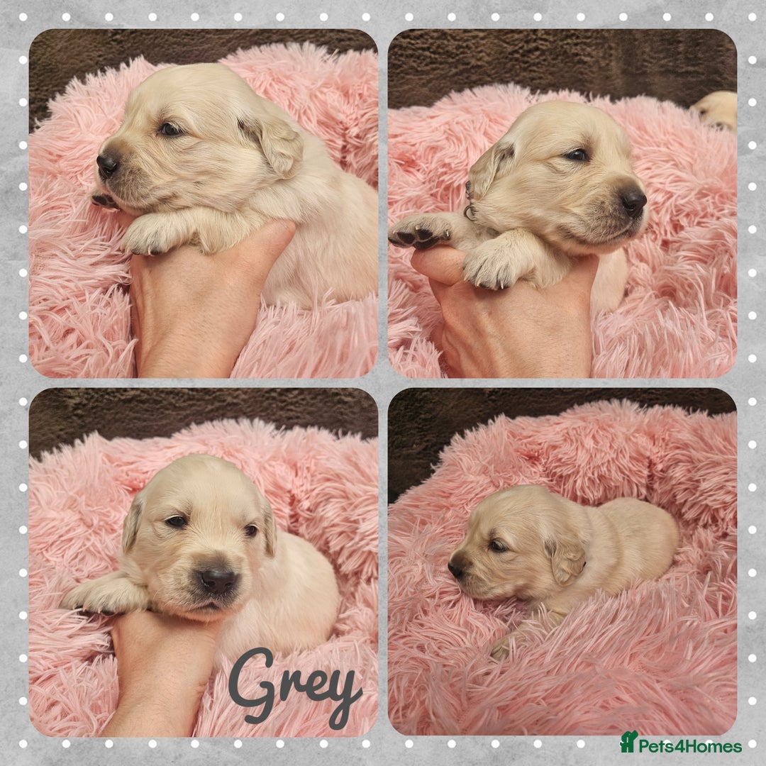 Golden Retriever dogs for sale: 9 KC registered, from imported lines puppies  - Image 27