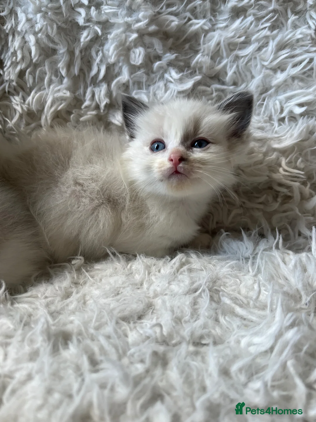 Ragdoll cats for sale: Beautiful lynx ragdoll kittens  - Advert 2
