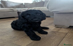 Cockapoo dogs for sale: 6 black cockapoos - Image 6