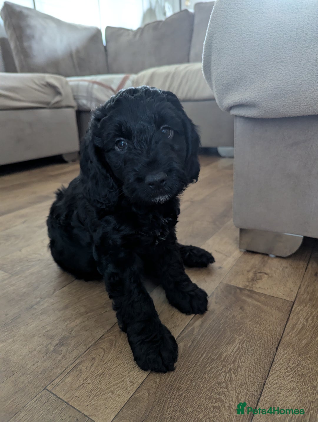 Cockapoo dogs for sale: 6 black cockapoos - Image 6