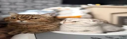 Scottish Fold cats for sale: !!! Stunning Scottish fold kittens for sale !!! - Advert 7