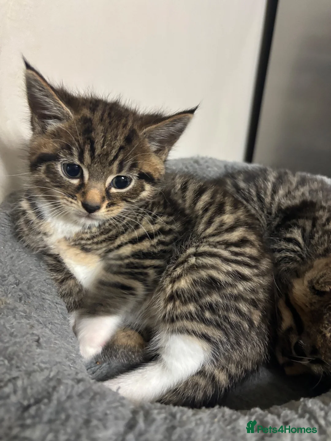 Mixed Breed cats for sale: Kittens for sale  - Advert 2