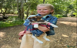 Mixed Breed dogs for sale: Beautiful CavaJacks 🖤 - Image 13
