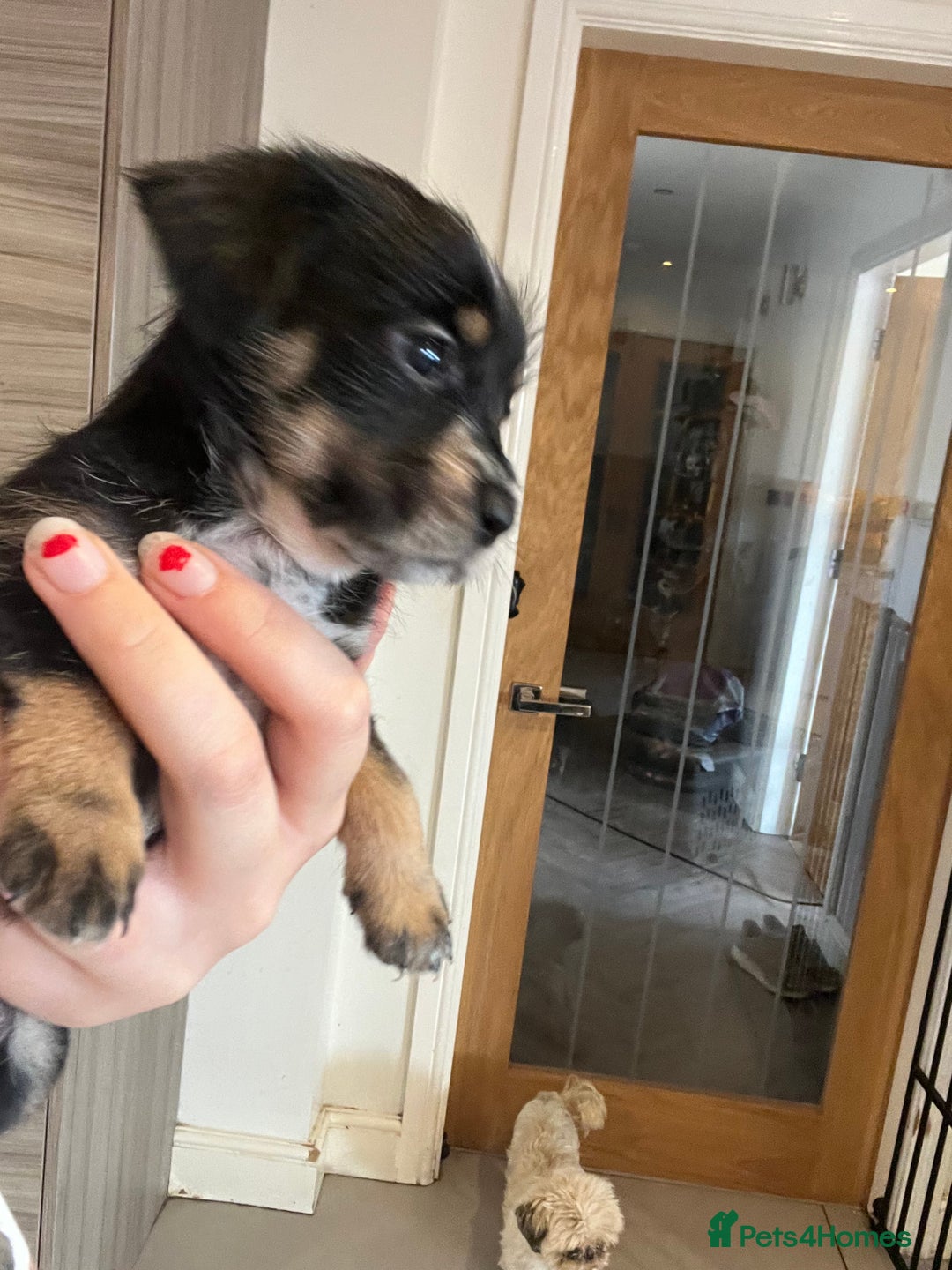 Mixed Breed dogs for sale: Chihuahua cross terrier puppies  - Image 5