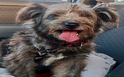 Norfolk Terrier dogs for adoption: Molly: The Tiny Puppy Who Survived the Forest - Image 5