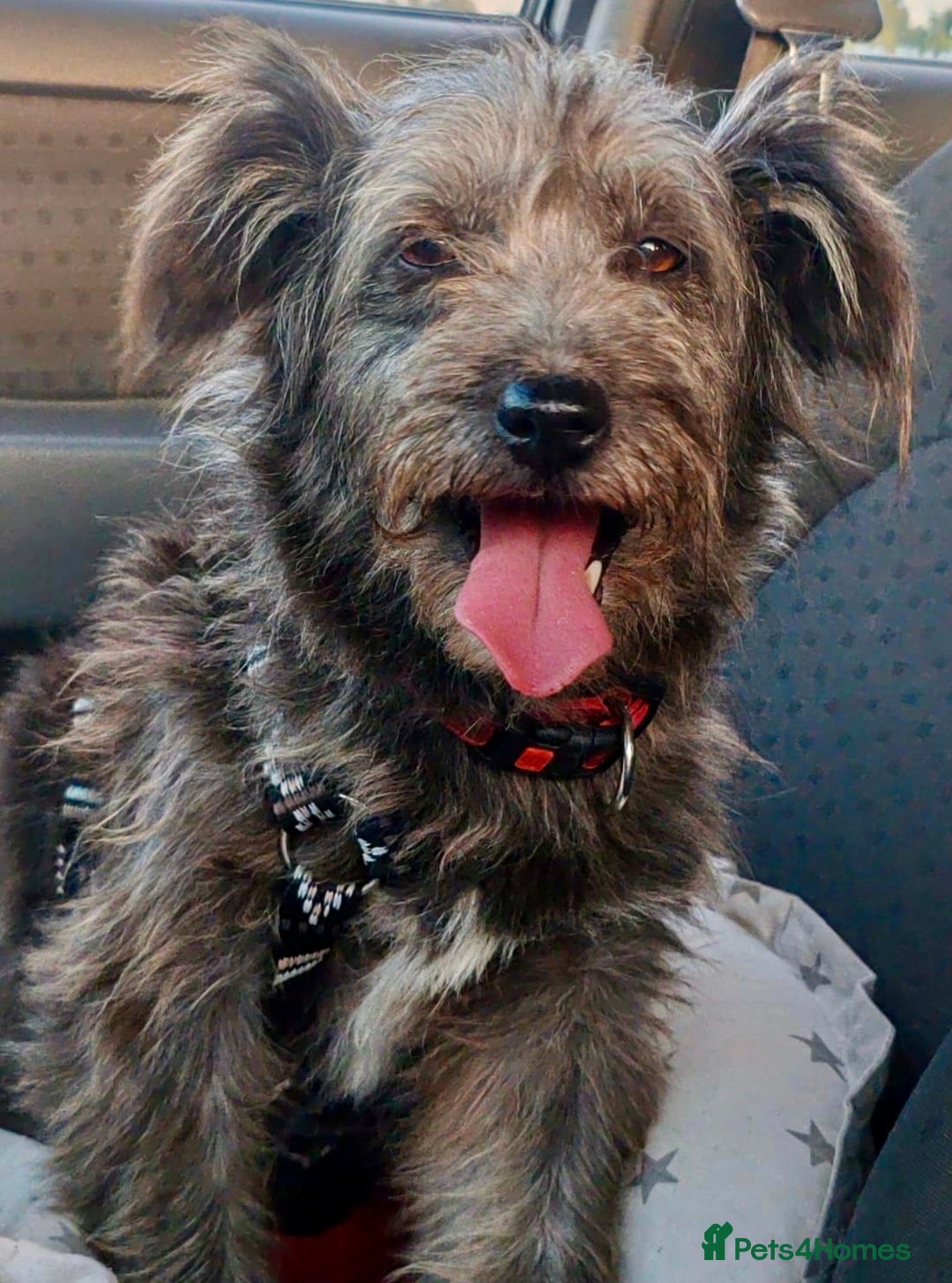 Norfolk Terrier dogs for adoption: Molly: The Tiny Puppy Who Survived the Forest - Image 5