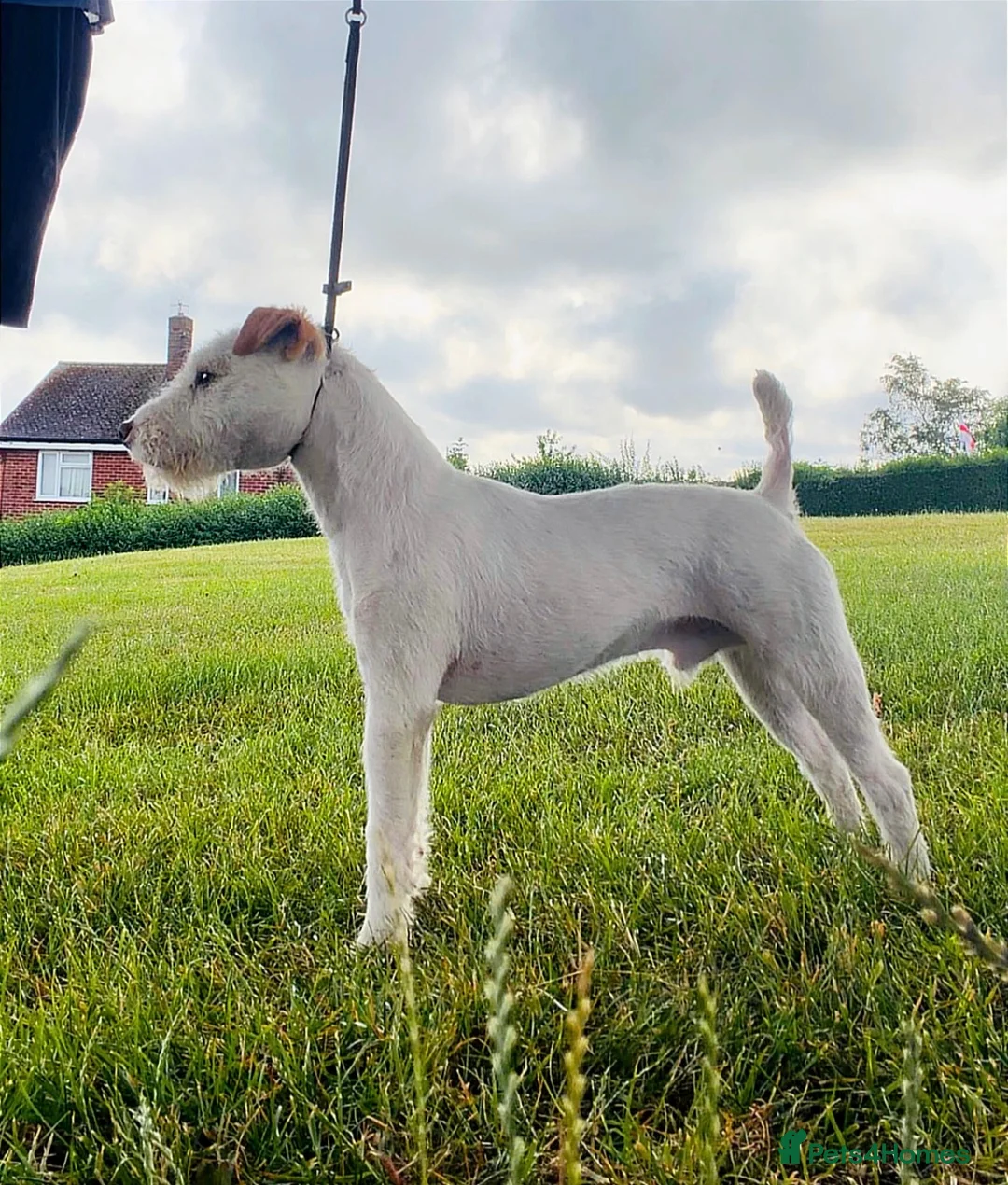Jack Russell dogs for stud: The Geordie boy at stud 🖤🤍 in Prudhoe - Advert 2