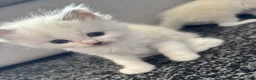 Ragdoll cats for sale: Female ragdoll kittens in Hartlepool - Advert 9