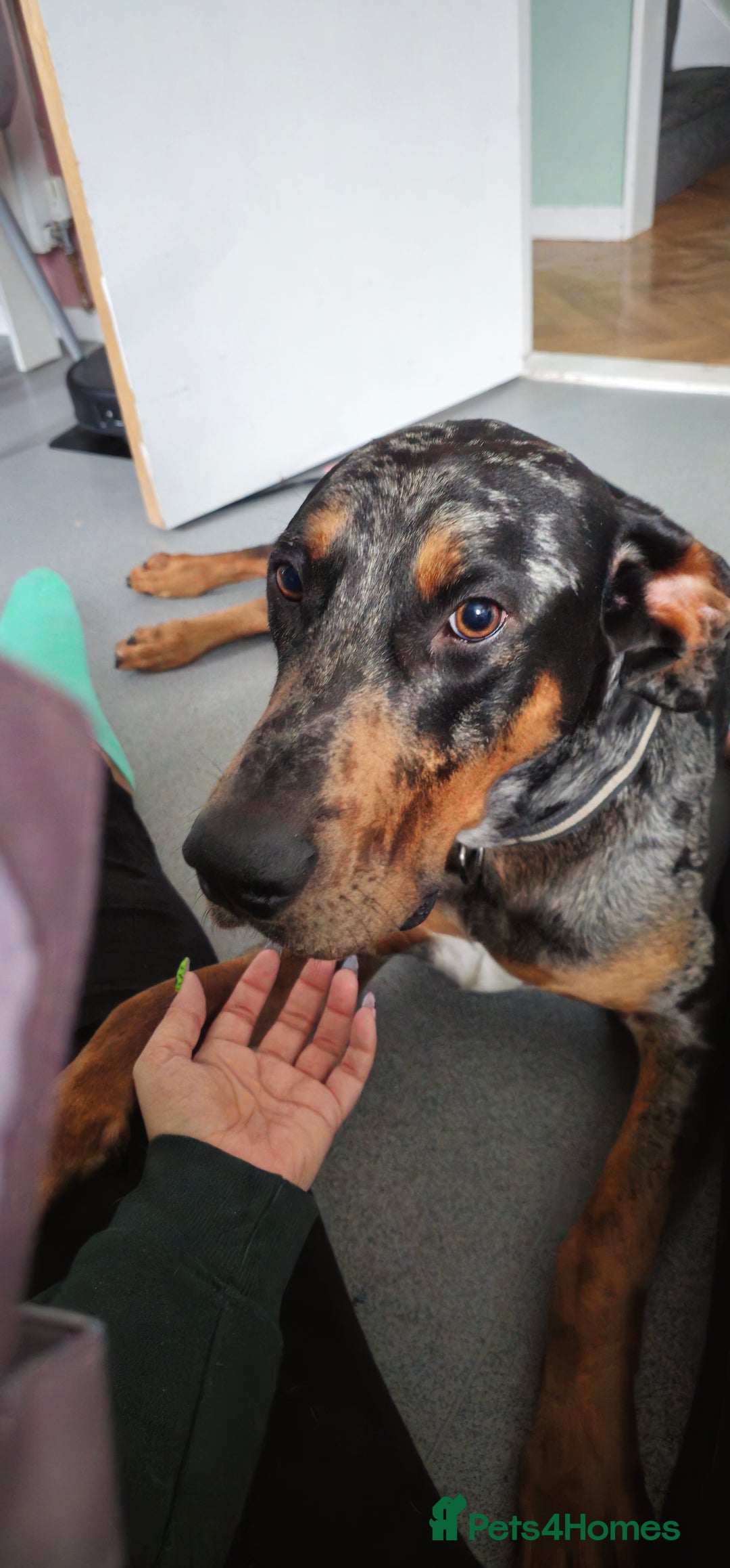 Mixed Breed dogs for sale: Beautiful male doberman  - Advert 10