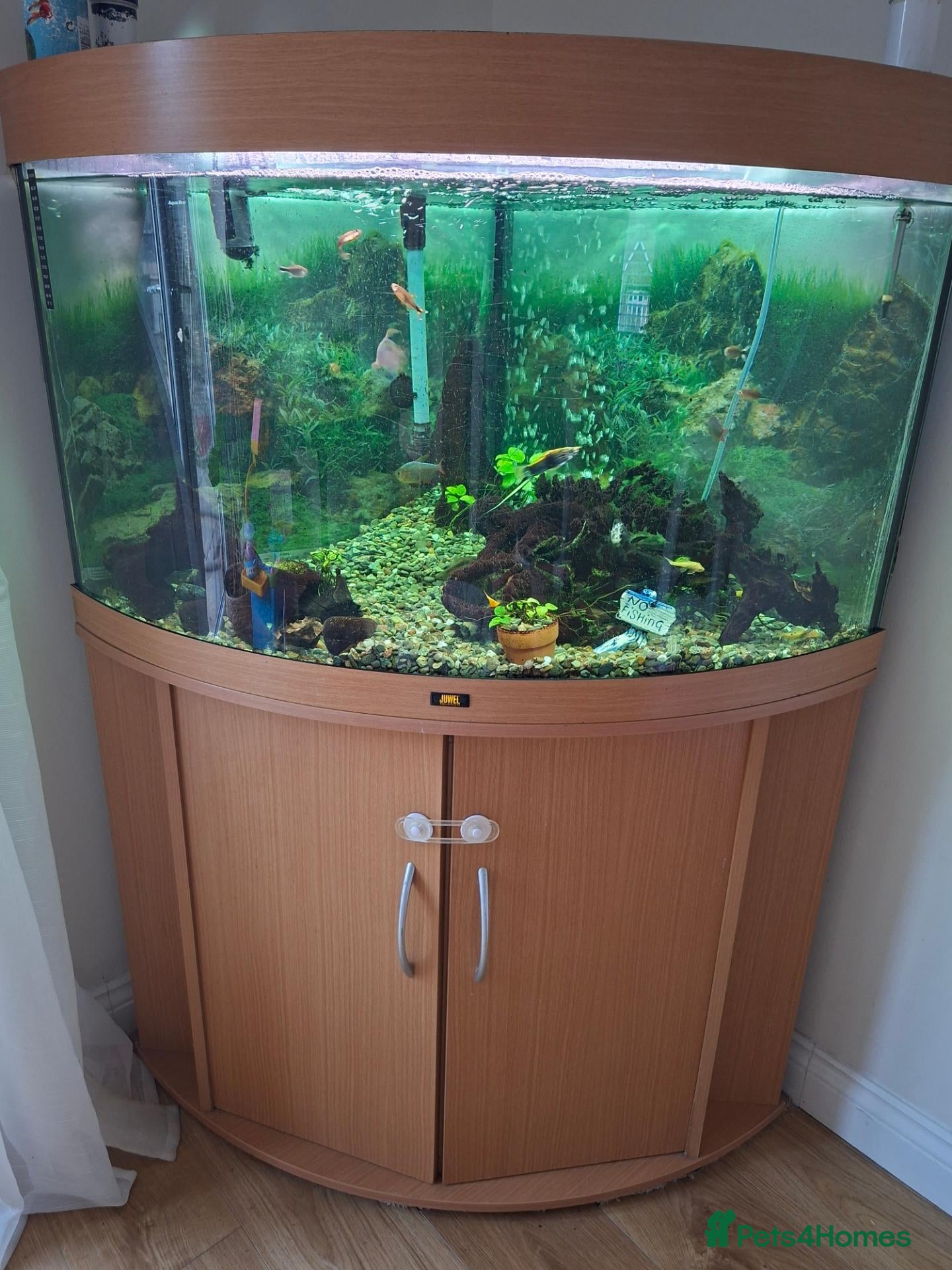 Tetras fish Corner tank inc fish - Advert 3