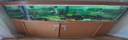 Tetras fish for sale: Corner tank inc fish in Whitchurch - Advert 1