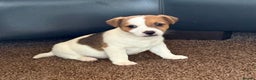 Jack Russell dogs for sale: Miniature Jack Russell Puppies… - Advert 14