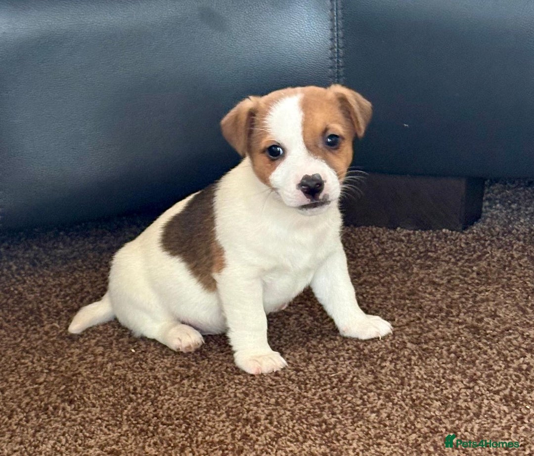 Jack Russell dogs for sale: Miniature Jack Russell Puppies… - Advert 14