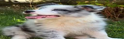 Border Collie dogs for sale: Stunning KC Registered Border Collie Puppies  - Advert 9