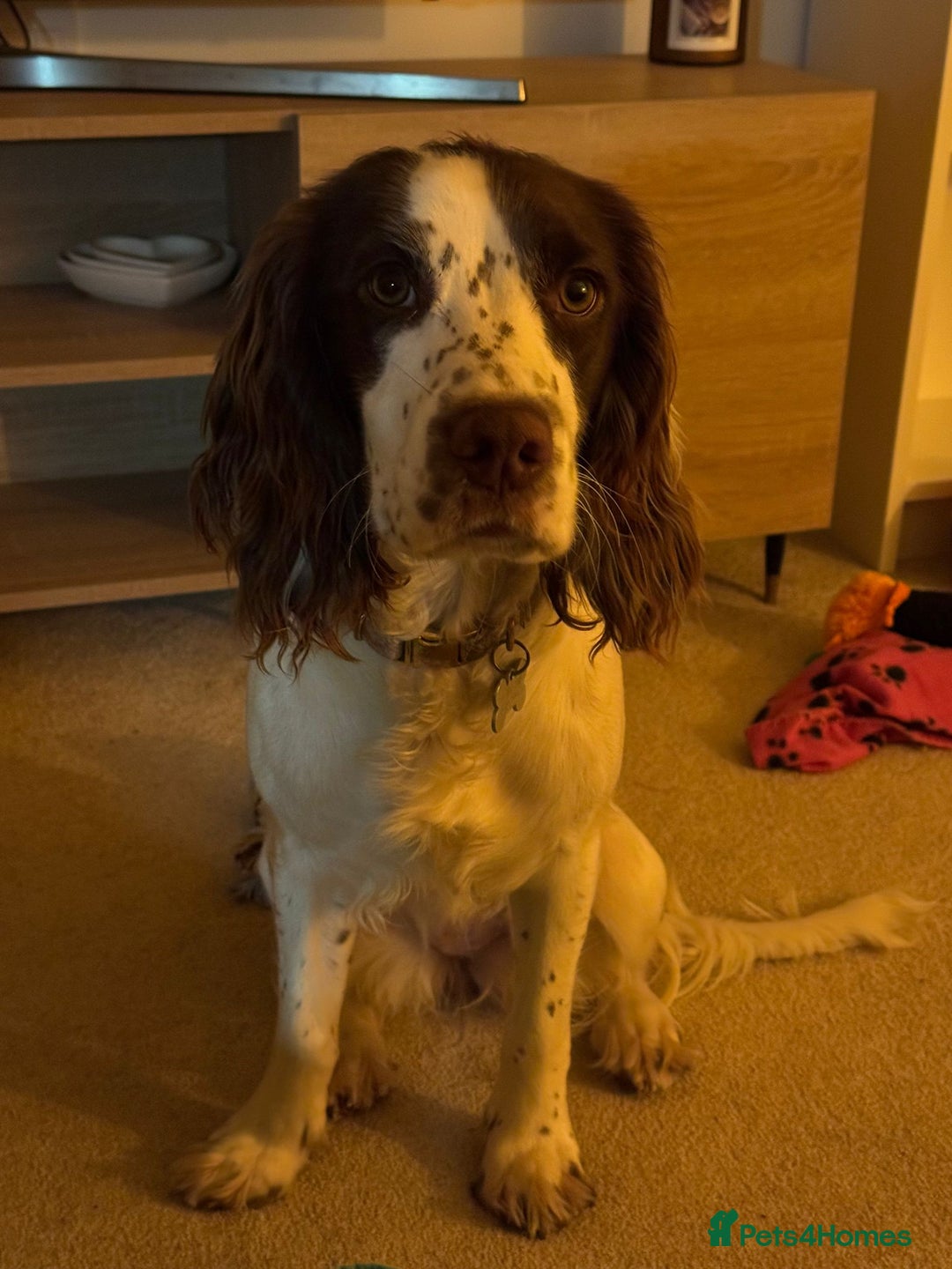 Sprocker dogs for adoption: 💖🐶 NOVA 🐶💖 - Advert 2