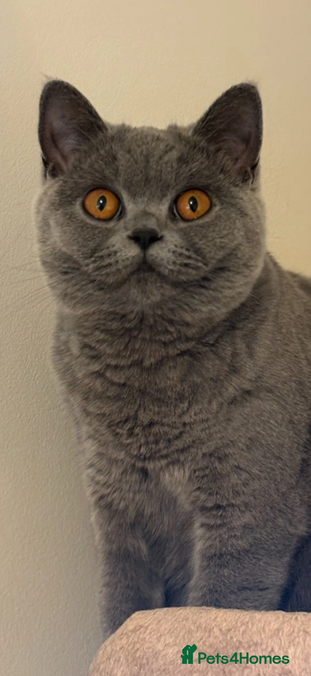 British Shorthair cats for sale: British Shorthair Kittens Berkshire - Advert 2