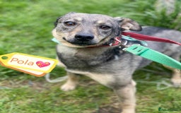 Mixed Breed dogs for adoption: 💖🐶 POLA 🐶💖 - Image 2