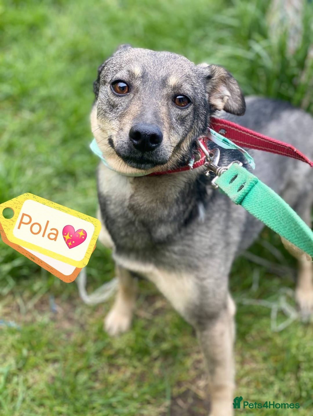 Mixed Breed dogs for adoption: 💖🐶 POLA 🐶💖 - Image 2