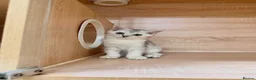 British Shorthair cats for sale: Blue Silver Shaded British Shorthair Kittens  - Advert 3