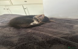 Domestic Shorthair cats for sale: 3 beautiful kittens for sale.  - Image 13