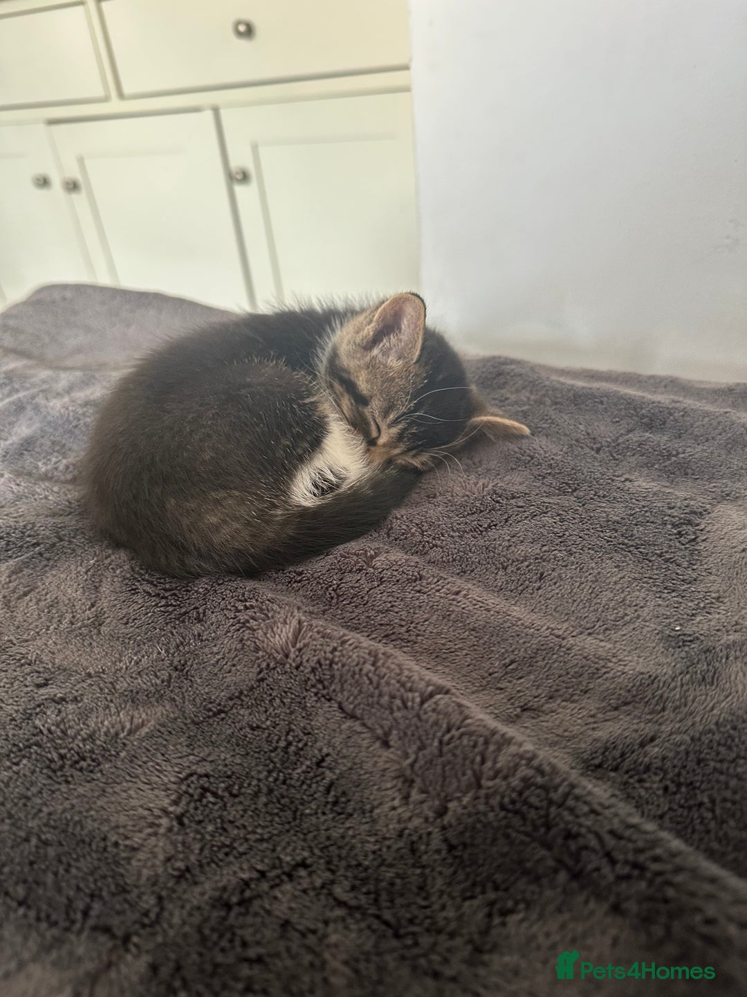 Domestic Shorthair cats for sale: 3 beautiful kittens for sale.  - Image 13