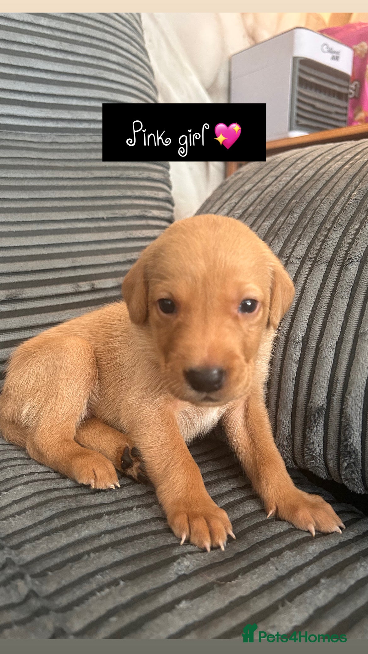 Labrador Retriever dogs Follow your pups journey from birth ❤️ - Advert 2