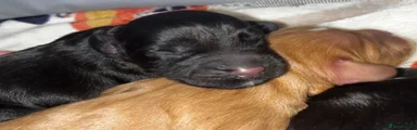 Black Cocker Spaniel Puppy (Girl)
