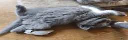 Scottish Fold cats for sale: Scottish fold  - Advert 9