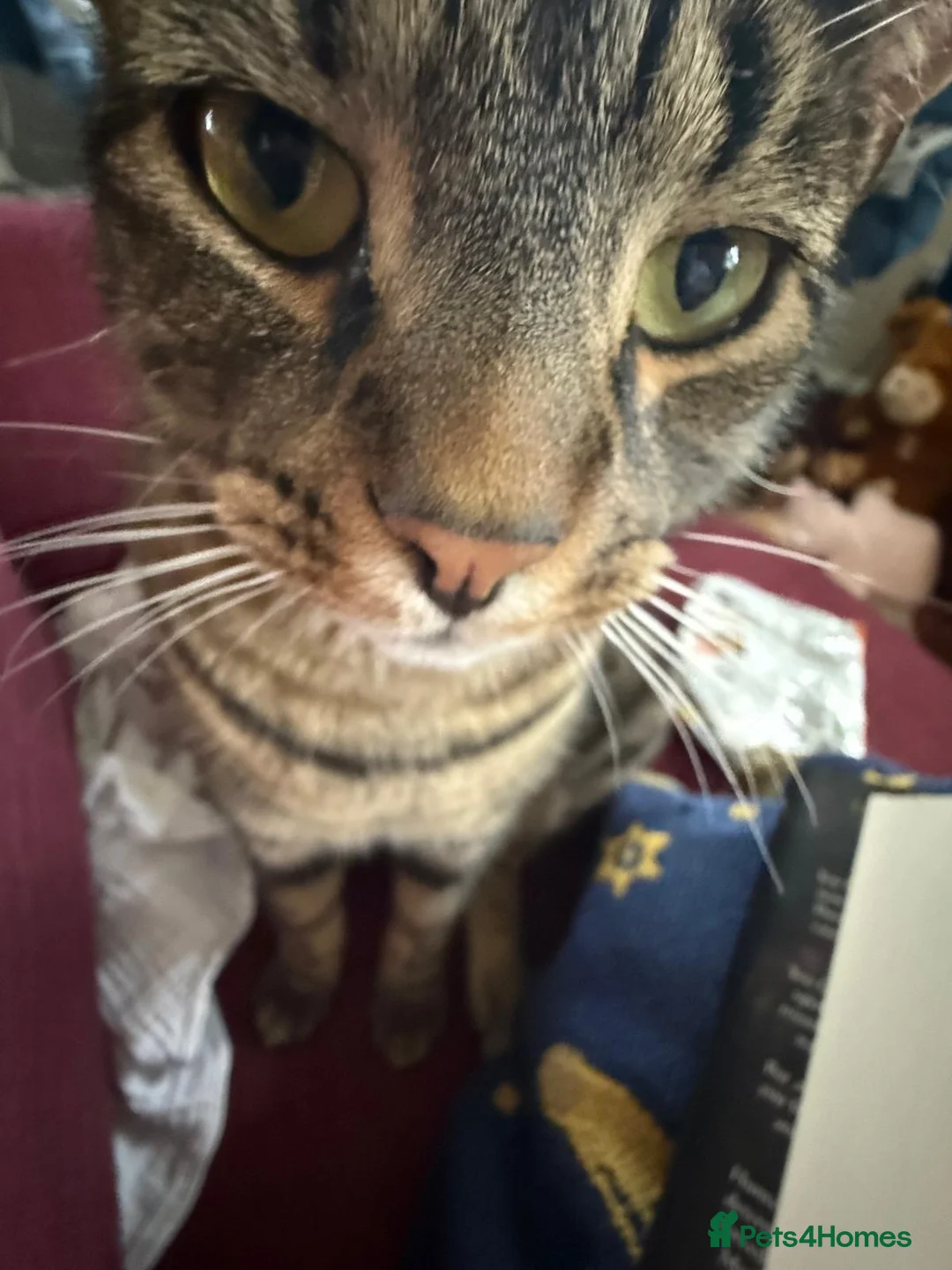Domestic Shorthair cats for sale: 1 year old male tabby  in Stafford - Advert 4
