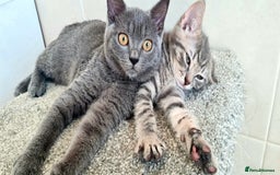 British Shorthair cats for sale: Beautiful Blue British, Lilac, Color point, Tabby  - Image 21