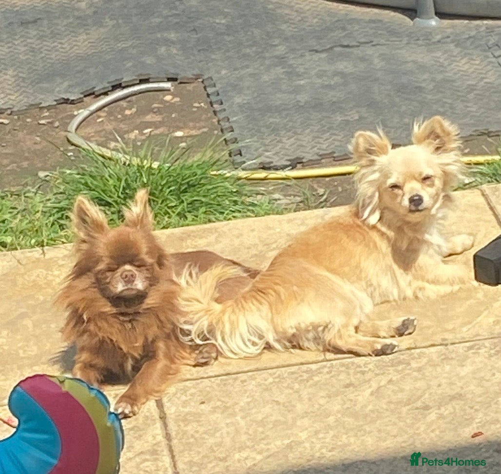 Chihuahua dogs Long haired Chihuahua Puppies  - Advert 1