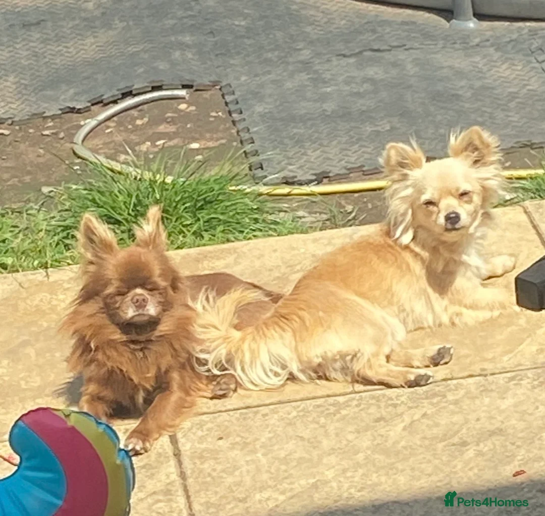 Chihuahua dogs for sale: Long haired Chihuahua Puppies  - Advert 1