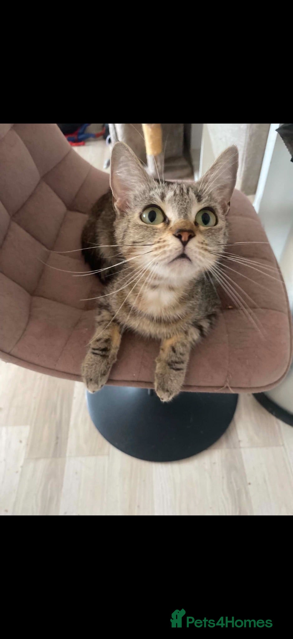 Mixed Breed cats 1 Ragdoll X british short hair and one Mixed Tabby - Advert 9
