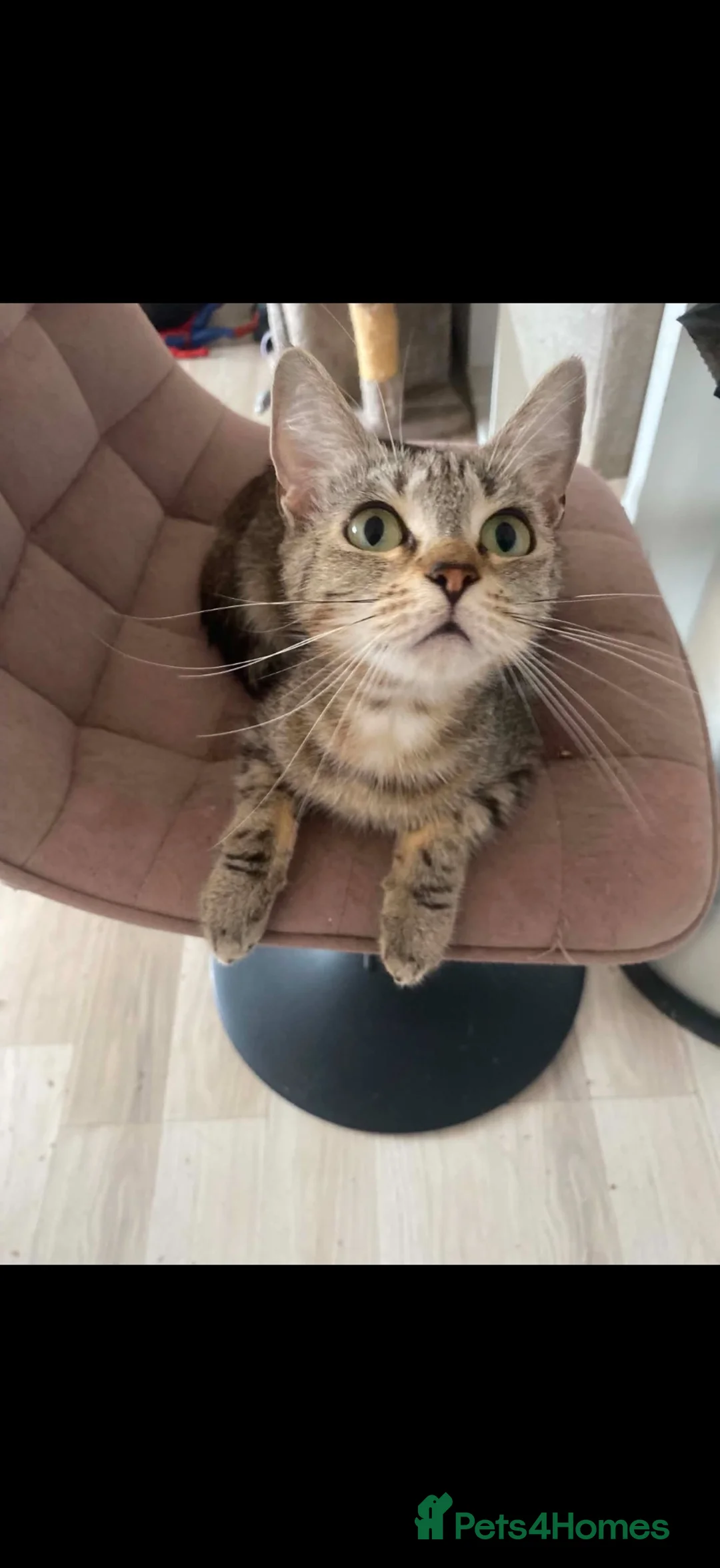 Mixed Breed cats for sale: 1 Ragdoll X british short hair and one Mixed Tabby - Advert 1