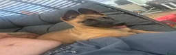 Belgian Shepherd Dog dogs for sale: 10 week old belgian malinois female puppy - Advert 5
