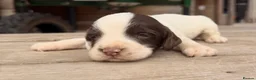 English Springer Spaniel dogs for sale: KC registered Springer Spaniel Puppies - Advert 4