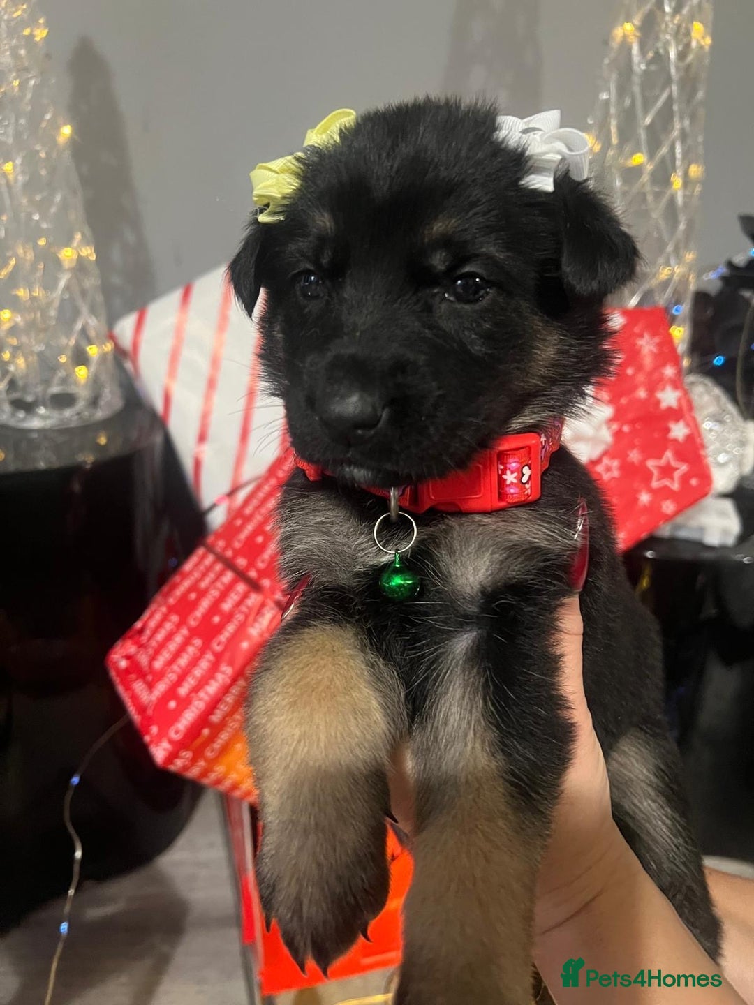 German Shepherd dogs for sale: Lovely shepherds  - Advert 6