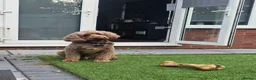 Cockapoo dogs for stud: Stunning F1 Cockapoo for stud. - Advert 8