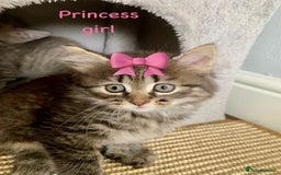 Siberian cats for sale: Siberian girl kittens ready for new home now - Image 21