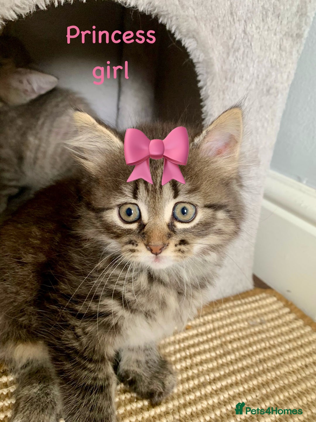 Siberian cats for sale: Siberian girl kittens ready for new home now - Image 21