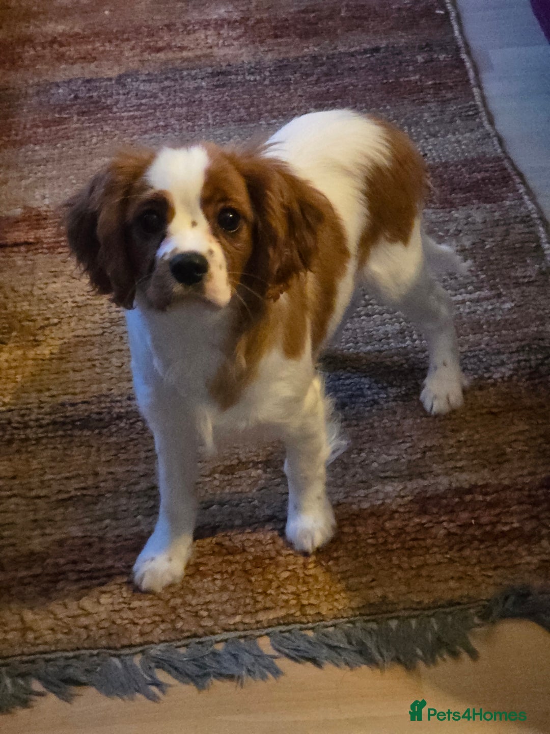 Cavalier King Charles Spaniel dogs for sale: KC Reg Cavalier King Charles pups Fully Vaccinated - Advert 3