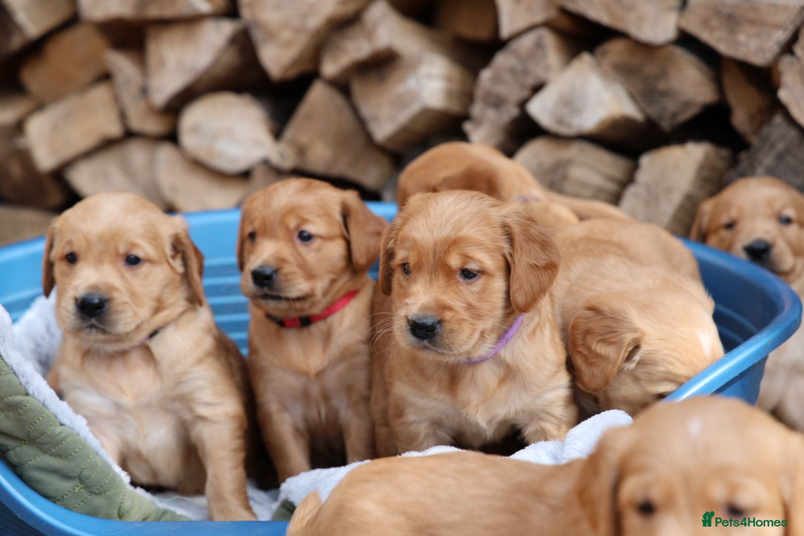 Golden Retriever dogs Dark Red KC Registered Working Golden Retrievers - Advert 11