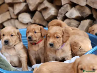 Golden Retriever dogs Dark Red KC Registered Working Golden Retrievers - Advert 11