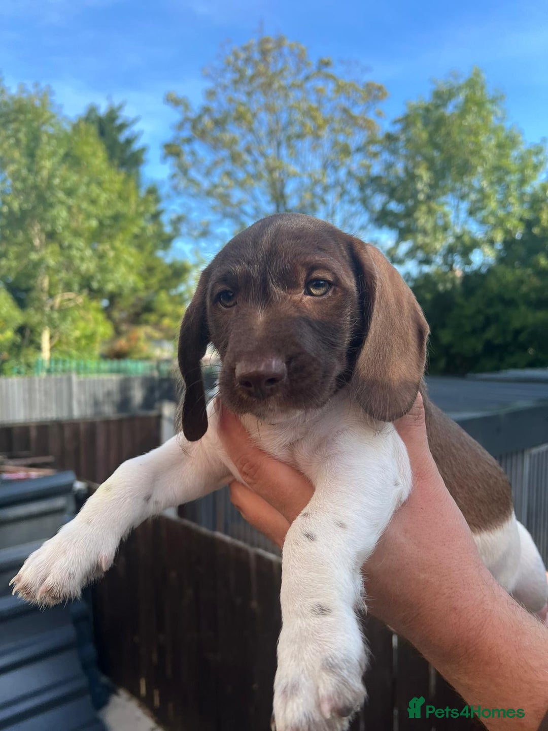 Dachshund dogs for sale: Min dachshund x teckel ( standered dachshund) - Image 15