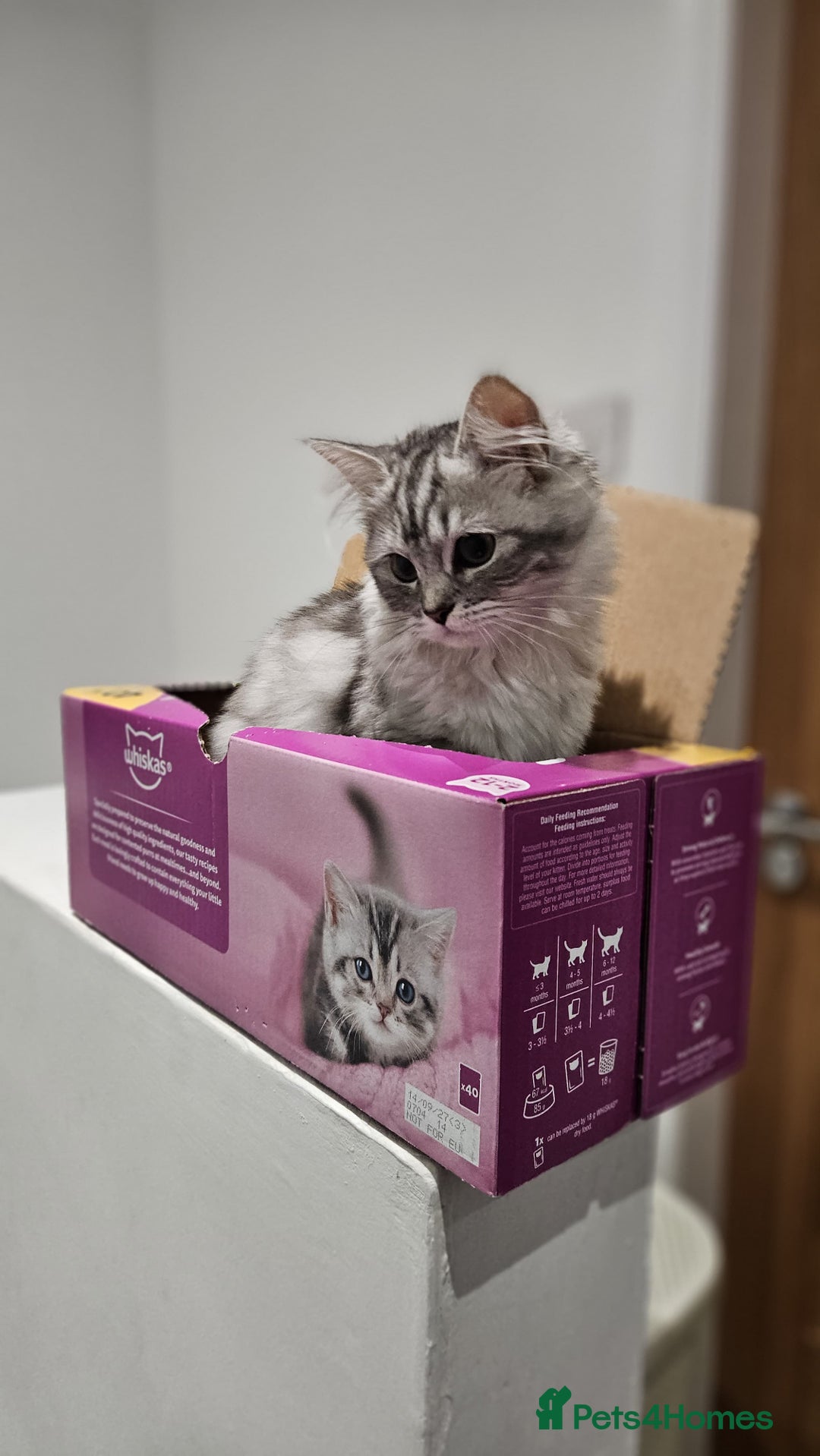 Perdoll cats for sale: Persian Ragdoll Kitten & Ginger Tabby Cat - Advert 3