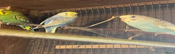Budgerigars birds for sale: Baby budgies  - Advert 7